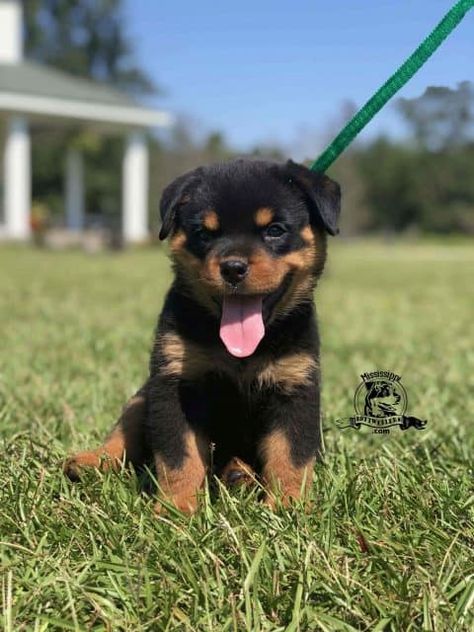 Miniature Rottweilers - Mississippi Rottweilers Rockweiler Puppy, Rot Weiler Puppies, Rotwellier Puppy, Mini Rottweiler, Miniature Rottweiler, Cute Rottweiler Puppy, Male Rottweiler, Baby Rottweiler, Rottweiler Breeders