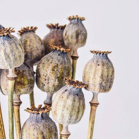 Foto Macro, Poppy Pods, Poppy Seed, Poppy Seeds, Dried Flower Bouquet, Botanical Drawings, Seed Pods, Bunch Of Flowers, Natural Forms