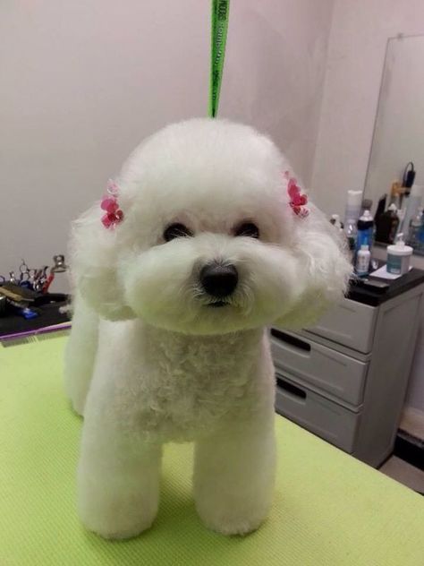 12 Haircuts for Bichon Frises – The Paws Dog Grooming Diy, Poodle Haircut, Dog Grooming Styles, Bichon Dog, Bichon Frise Puppy, Poodle Toy, Puppy Grooming, Poodle Grooming, Dog Haircuts