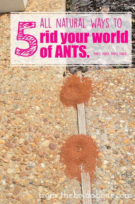 All Natural Ant Killer: 5 All Natural Ways to Rid Your World of Ants Daily Cleaning Routine, Handy Gadgets, Hantverk Diy, Kill Ants, Rid Of Ants, Get Rid Of Ants, Ant Killer, Natural Pest Control, Routine Tips