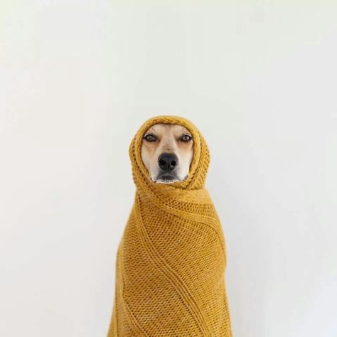 Afghan Maddie Amstaff Puppy, Dog Photoshoot, Dog Wallpaper, Photo Vintage, صور مضحكة, Dog Photography, Mother Mary, Mellow Yellow, Doberman