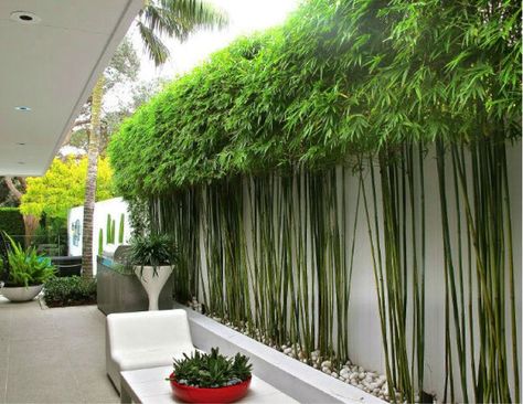 #home #decoration #gardenlandscape #patiodecor #seatingarrangements #backyarddecor patio decorating ideas,patio design ideas,patio decorating ideas 2022,backyard patio rooftop seating,backyard landscaping ideas,backyard landscaping design ideas,small backyard garden landscaping design,backyard patio design ideas,backyard patio ideas,modern backyard patio deck design,patio design ideas 2022,patio seating ideas,backyard patio décor,patio garden ideas,backyard patio,backyard lighting ideas,backyar Bamboo Landscape, Modern Garden Landscaping, Moderne Have, Garden Screening, Bamboo Garden, Modern Landscape Design, Walled Garden, Have Inspiration, Bamboo Plants