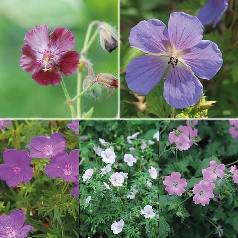 From beginners to experienced growers, there are few gardeners that can resist the charms of a hardy Geranium! This collection brings together a range of popular varieties that will blooms from late spring onwards, filling your borders with colour and attracting pollinating insects to the garden. These cottage garden classics are perfect for the front of herbaceous borders where they will spread to form billowing clumps. Height and spread: 50cm (20”).

    Collection comprises:
    Geranium s Perennial Border Plants, Geranium Himalayense, Cottage Garden Style, Geranium Phaeum, Delphinium Plant, Impatiens Plant, Geranium Sanguineum, Primrose Plant, Grape Vine Plant