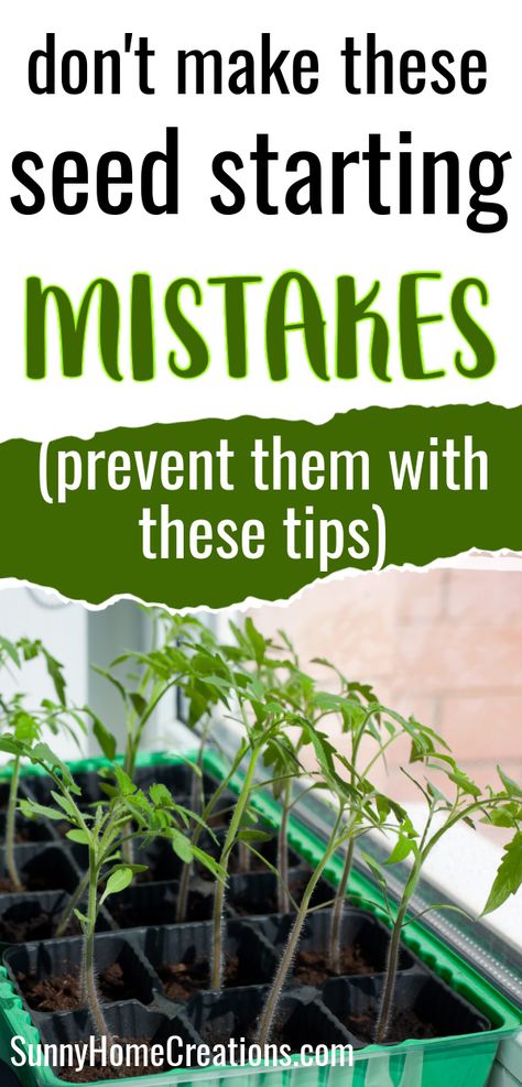 top says "don't make these seed starting mistakes - (prevent them with these tips), bottom has a pic of seedlings tilting towards a windwo Indoor Garden Starter Seed Starting, Best Soil For Seed Starting, When To Start Garden Seeds Indoors, Starting Tomatoes From Seed Indoors, Diy Indoor Seed Starting, Best Seeds To Start Indoors, Seed Starting Tips, Planting A Garden From Seeds, Seedling Starters Diy