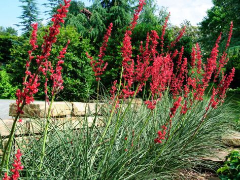 Hesperaloe Parviflora, Red Yucca, Rainbow Eucalyptus, Yucca Plant, Easy Plants, Plant Lighting, Ornamental Plants, Landscaping Plants, Landscape Ideas