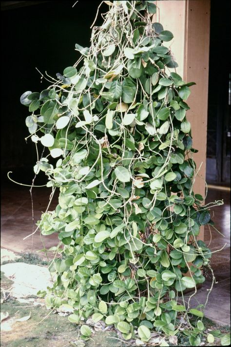 Pakalana ( Telosma cordata) Plant Lei, Plants