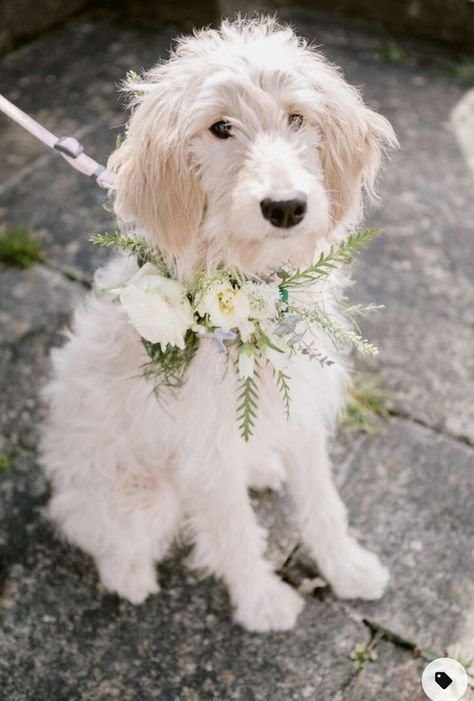 Champagne Editorial, Wedding Puppies, Larry Wedding, Classic English Wedding, Wedding Animals, English Weddings, Prior Park, Wedding Dogs, Marriage Reception