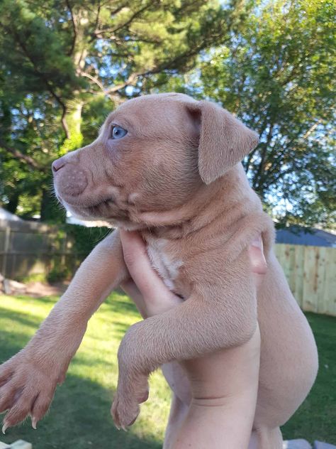 Female pitbull puppy Pitbull Terrier Puppies, Female Pitbull, Pit Bull Puppy, Pitbull Puppies For Sale, Pitbull Puppy, Yorkshire Terrier Puppies, Terrier Puppies, Pitbull Puppies, Pitbull Terrier