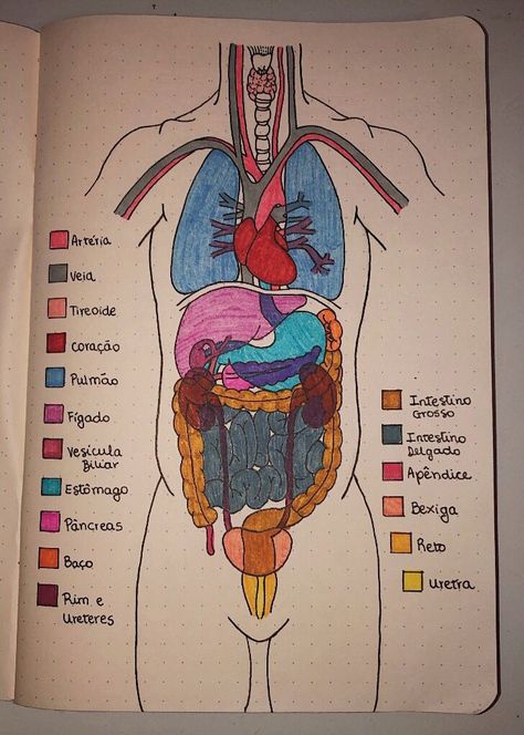 The Human Body Anatomy, Presentation Ideas For School, Medical School Life, Nurse Study Notes, Medical Student Motivation, Med School Motivation, Biology Facts, Medical Student Study, Desain Buklet