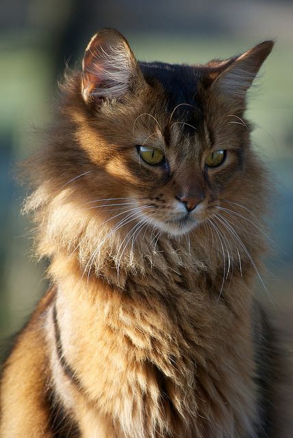 Snarf | by Solitary Lady Cat References, Pretty Cat, Cat Reference, Image Chat, Warrior Cats Art, Drawing Cat, Gorgeous Cats, Cat Pose, Forest Cat