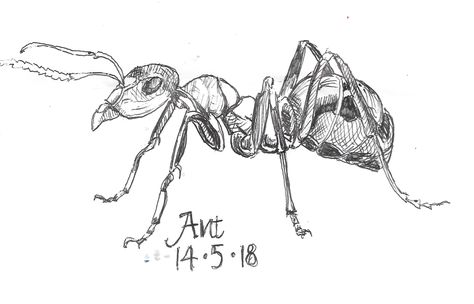 Ant Ant Drawing Realistic, Ant Drawing, Ant Tattoo, Ant Art, Insect Tattoo, Realistic Sketch, Art Sketches Pencil, Reading Art, Drawing Studies