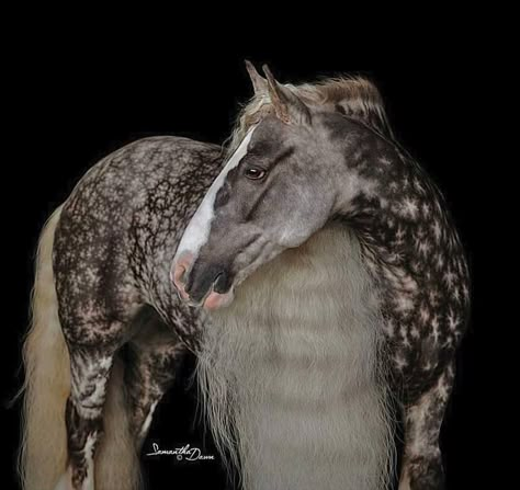 Beautiful star dapples. (aka Gypsy Cob, Irish Cob) Dapple Horse, Practice Anatomy, Cob Horse, Unique Horses, Horses Black And White, Horse Markings, Horse Beautiful, Horse Coat Colors, Native American Horses