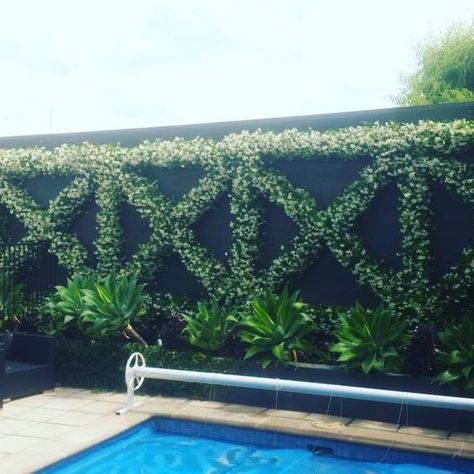 Freshly trimmed Chinese star jasmine espalier. Smells amazing. #glenelgmowing  #5045 #landscapedesign #landscapegardening #westside #yougrowitwetrimit  #espalier #starjasmine #smellsgood  #glenelg Creeper Wall, Jasmine Wall, Wall Plants, Wall Trellis, Chinese Star, Succulent Landscape Design, Succulent Landscaping, Garden Vines, Garden Screening