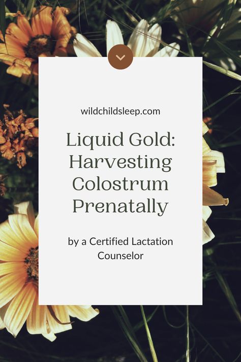 Liquid Gold: Harvest Colostrum Antenatally, prepare for baby, prepare to breastfeed a newborn, baby preparation, what to do to prepare for birth Prepare For Birth, Prepare For Baby, Baby Preparation, Breastfeeding Benefits, Infant Sleep, Prenatal Classes, Premature Birth, Milk Production, Premature Baby