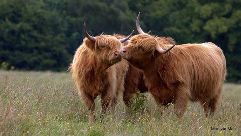 https://flic.kr/p/wJ2oSY | Highland Kiss | These two Highland Cows were having a love thing going on!! Cows Kissing, Highland Cows, Sweet Kisses, Love T, Highland Cow, A Love, Scotland, Cow, Kiss