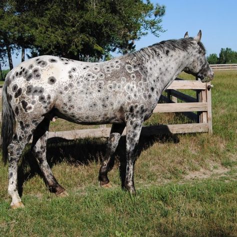 BCA Chats Nuksay Appaloosa Peacock Appaloosa, Leopard Appaloosa, Horse Markings, Appaloosa Horses, Appaloosa, Horse Breeds, Easy Going, Beautiful Horses, Color Inspiration