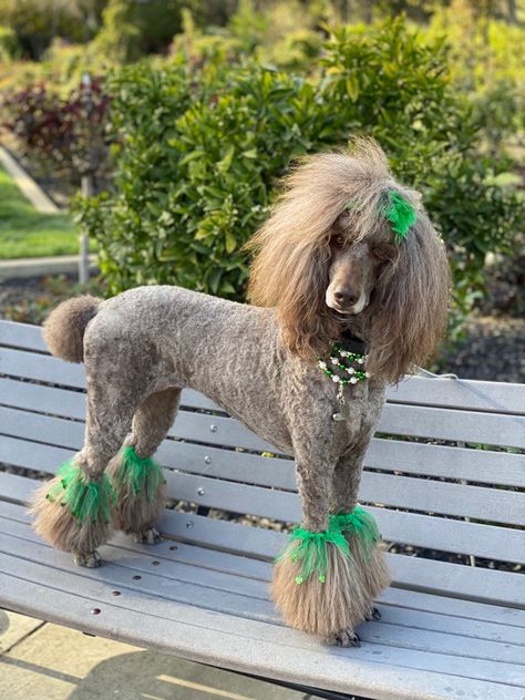 Poodle Haircut Styles Mohawk, Poodles Haircut Styles, Parti Poodle Standard, Standard Poodle Grooming Styles, Poodle Cuts Pet Grooming, Poodle Tail, Standard Poodle Haircut Styles, Standard Poodle Cuts, Poodle Hairstyles