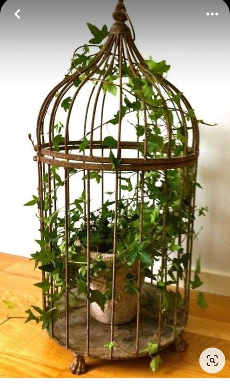 Birdcage Ideas, Vintage Bird Cage Decor, Diy Birdcage, Birdcage Planter, نباتات منزلية, Bird Cage Decor, Vintage Bird Cage, Deco Originale, Garden Containers