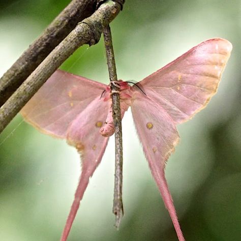 Pink Silk Moth, Silk Moth, Large Moth, Pink Moth, Taxidermy Decor, Cute Moth, Insect Species, Creepy Christmas, Flowery Wallpaper