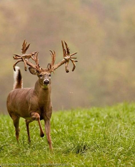 Collection of non typical antlers and antler deformity - Album on Imgur Deer Hunting Wallpaper, Hunting Wallpaper, Whitetail Deer Pictures, Whitetail Hunting, Bull Elephant, Whitetail Deer Hunting, Big Deer, Deer Horns, Deer Photos