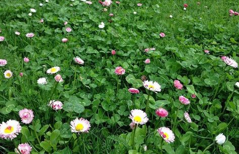 The grass is greener — for you and the environment — with a lush, low-maintenance ecology lawn | The Seattle Times Lawn Alternatives Drought Tolerant, Alternative Lawns, Bee Lawn, Sustainable Lawn, Eco Lawn, Lawn Substitute, Lawn Alternative, Clover Lawn, Grass Alternative