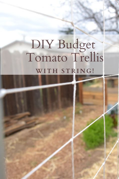 DIY budget tomato trellis with String How TO Tomatoe Support Ideas Diy, Diy Trellis For Tomatoes, Simple Trellis Diy, Garden Supports Diy, Tomato String Trellis, Tomatoes On A Trellis, Tomato Cages Diy, Tomato Trellis Ideas, Diy Tomato Trellis