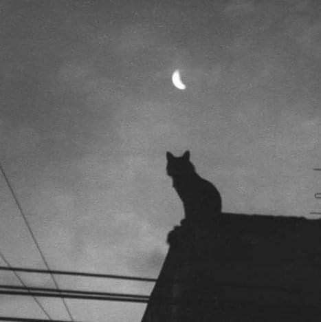 Dark Emo Aesthetic Wallpaper, Emo Aesthetic Wallpaper, Blackandwhite Aesthetic, Black Cat Aesthetic, Aesthetic Moon, Cat Dark, Cat Profile, Medieval Europe, Moon Cat