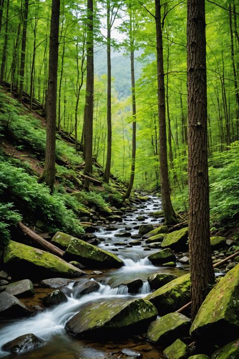 Mysteries of the Smokies: Exploring Great Smoky Mountains National Park Seek Adventure, North Carolina Homes, Gold Mine, The Supernatural, Great Smoky Mountains National Park, Smoky Mountain National Park, Cultural Experience, Blue Ridge Mountains, Great Smoky Mountains