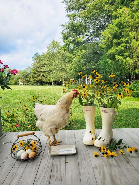 Spring Farm Aesthetic, Barnyard Aesthetic, Ballerina Farm Aesthetic, Farm Garden Ideas, Chicken Photoshoot, Hens And Chickens, Garden Log Cabin, Chicken Aesthetic, Homestead Lifestyle