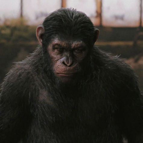 Caesar Ape, Caesar Planet Of The Apes, Planet Of The Apes Caesar, Dogs Silly, Jojo Bizarro, Dawn Of The Planet, Andy Serkis, Icon 5, Planet Of The Apes