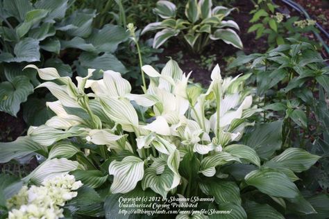 White Feather Hosta, Hosta Gardens, Moon Garden, Night Garden, White Feather, Flower Ornaments, White Feathers, Photo Location, Amazing Flowers