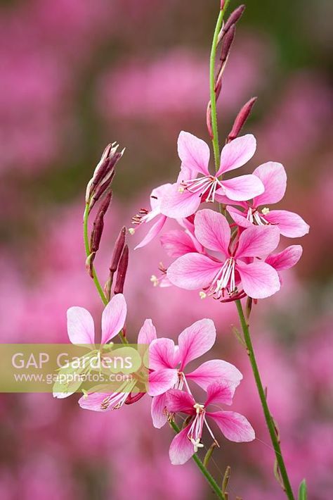 Gaura lindheimeri Pink Gaura Plant, Summer Planting, Formal Garden Design, Prairie Planting, Sarah Raven, Long Flowers, Plant Delivery, Formal Garden, Summer Plants