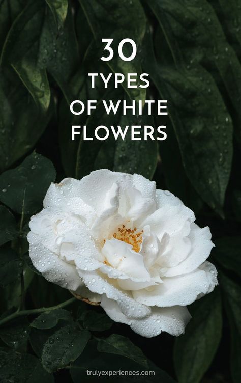 30 Types of White Flowers With Names & Pictures White Flowers Name With Pictures, Different Types Of White Flowers, White Fall Flowers, Wedding Flower Names, White Flowers Names, Planting Daffodil Bulbs, Botanical Wedding Decor, Moody Wedding Flowers, Flowers With Names