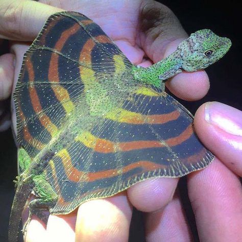 The flying dragon lizard (Draco volans) Flying Lizard, Dragon Names, Flying Dragon, Reptiles And Amphibians, Weird Animals, Animal Photo, Gecko, Nature Animals, Amphibians