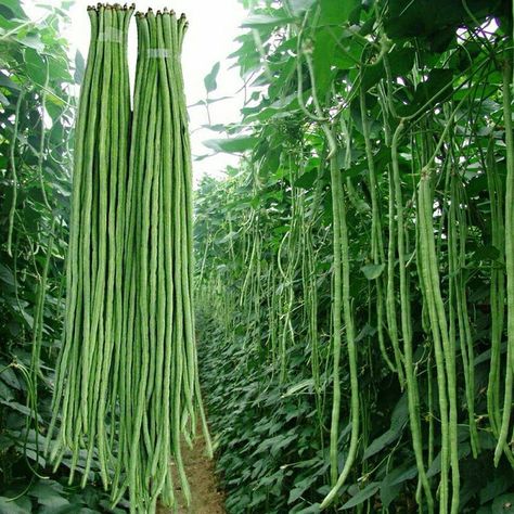 Green Bean Seeds, Bean Garden, Seeds Color, String Beans, Asparagus Beans, Long Bean, Asian Vegetables, String Bean, Rose Seeds