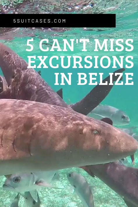 Things To Do In Belize Cruise Port, Belize Cruise Port Things To Do, Belize Cruise Port, Belize Trip, Things To Do In Belize, Travel Belize, Job Coaching, Great Blue Hole, Anniversary Cruise