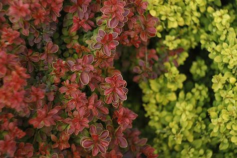 Barberry bushes are robust evergreen or deciduous shrubs with bright green, red, orange, or burgundy foliage. Versatile and easy to grow, these shrubs are ideal as foundation plantings or grown as standalone specimens. Learn how to add barberry to your landscape now on Gardener's Path. #barberry #shrub #gardenerspath Barberry Bush Landscape Ideas, Barberry Shrub, Mock Orange Shrub, Elderberry Shrub, Barberry Bush, Burgundy Foliage, Elderberry Plant, Japanese Barberry, Xeriscape Landscaping