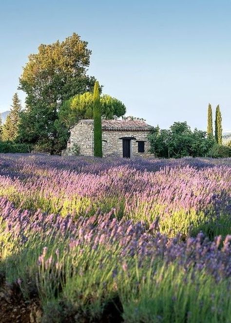 Lavender Fields France, Provence Lavender, Lavender Field, Visit France, Autumn Scenery, Outdoor Retreat, Rural Landscape, French Countryside, Lavender Fields