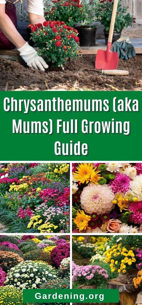 Chrysanthemum Landscaping, Growing Chrysanthemum From Seed, How To Propagate Mums, How To Grow Chrysanthemum Plants, Growing Mums To Sell, Mums In Garden Bed, Mum Flower Bed, Chrysanthemum Garden Ideas, Mum Companion Plants