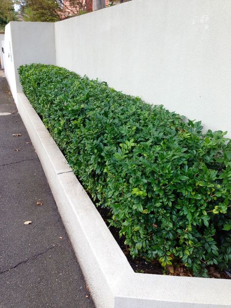 Murraya hedge down left side of driveway Murraya Paniculata Hedge, Small Hedges Border, Murraya Hedge, Murraya Paniculata, Brick Planter, Garden Tower, Pool Plants, Boundary Wall, Crepe Myrtle