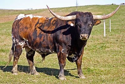 Texas Longhorn Cows & Bulls for Sale in Ohio | Dickinson Cattle Co - Texas Longhorn - Reference_Sire Bull Photo, Bull Animal, Bull Pictures, Long Horns, Longhorn Bull, Bucking Bulls, Longhorn Cattle, Longhorn Cow, Blue Heelers