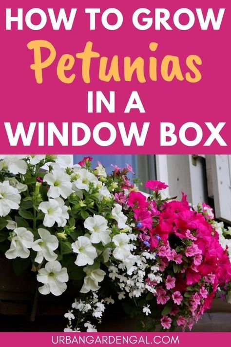 Window box petunia flowers Petunia Flower Boxes, Window Basket Flowers, Wave Petunias Planter, Petunia Window Boxes, Petunias Flower Bed Front Yards, Petunias In Pots Planters, Window Box Flowers For Sun, Full Sun Window Box Ideas, Summer Window Boxes