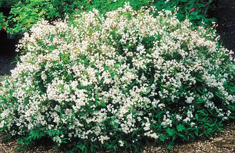 Shrubs For Landscaping, Pieris Japonica, Flower Garden Design, Foundation Planting, Front Landscaping, Garden Shrubs, Evergreen Plants, In Front Of House, Flowering Shrubs