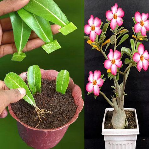 203K views · 4.8K reactions | Best Natural Rooting Hormone| How to Grow Adenium Plant From Leaves, Aloe Vera | Best Natural Rooting Hormone| How to Grow Adenium Plant From Leaves, Aloe Vera | By Rana Craft | Facebook Adenium Plant, Rooting Hormone, Front Yard Garden Design, Vegetarian Snacks, Creative Gardening, Front Yard Garden, Snacks Recipes, Cactus And Succulents, Desert Rose