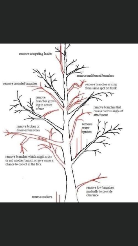 Bonsai Pruning, Pruning Fruit Trees, Bonsai Tree Care, Bonsai Techniques, Plantas Bonsai, Tree Pruning, Tree Care, Apple Tree, Trees And Shrubs