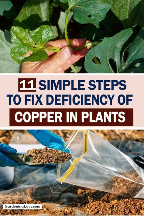 Copper deficiency in the soil can lead to stunted growth, yellow leaves, and reduced crop yield. Copper is an essential micronutrient that plants require for several biochemical processes. Here, we will discuss How To Fix Deficiency Of Copper In Plants. Copper In Garden, Copper Deficiency, How To Give, Photosynthesis, Yellow Leaves, The Soil, Fix It, Gardening Tips, Soil