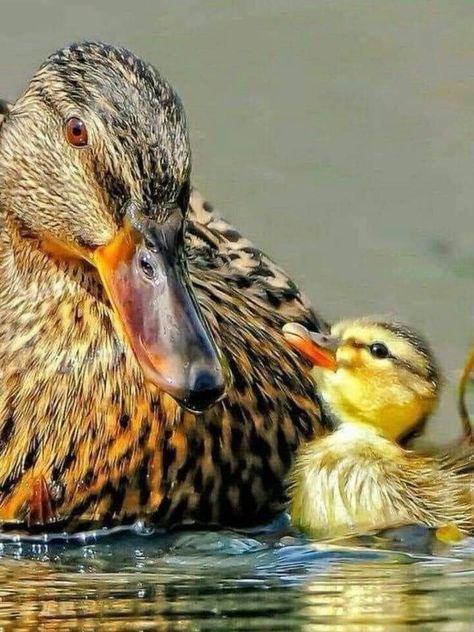 Duck Pictures, Nosara, Baby Ducks, Pretty Birds, Sweet Animals, Birdy, Animals Friends, A Mother, Beautiful Creatures