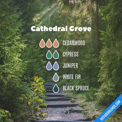 Calming, coniferous blend inspired by Cathedral Grove in British Columbia Homey Aesthetic, Eo Blends, Black Spruce, Vetiver Essential Oil, African House, Liquid Castile Soap, Essential Oil Diffuser Blends Recipes, Afternoon Delight, Aroma Therapy