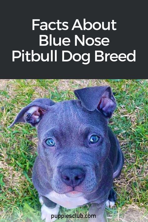 blue-nose-pitbull-dog Blue Pits Pitbulls, Bluenose Pitbulls, Blue Pitbull Puppy, Grey Pitbull Puppies, Blue Pit Puppies, Blue Pit Bull, Grey Pitbull, Blue Brindle Pitbull, Female Pitbull