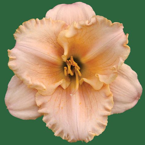 Catalina* Catalina Flower, Manifestation Prayer, Watercolor Flower Art, Daylilies, Light Peach, Flower Farm, Northern California, Watercolor Flowers, Home Deco